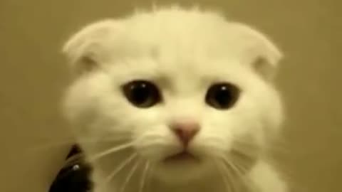 Cute Little Scottish Fold Kitten can talk...