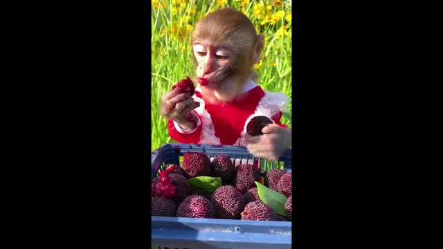 ADORABLE LITTLE MONKEY AT A PICNIC