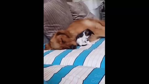 The cat and the owner are best friends video, personality related