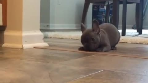 a silly dog