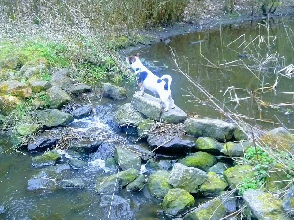 Milo And The Rock Dam.