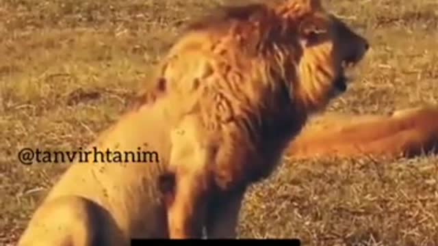 I Am Lion very funny video of girls