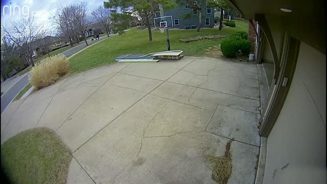 Little Girl Crosses Paths With A Bobcat & Dad Forgets Dog Outside | Neighborhood Stories