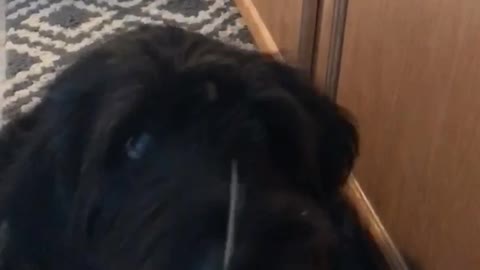 Music - owner dropping snacks or treats on top of black dog