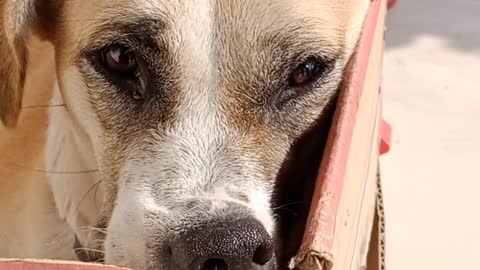 the Dog is sleeping in the box with funny face.