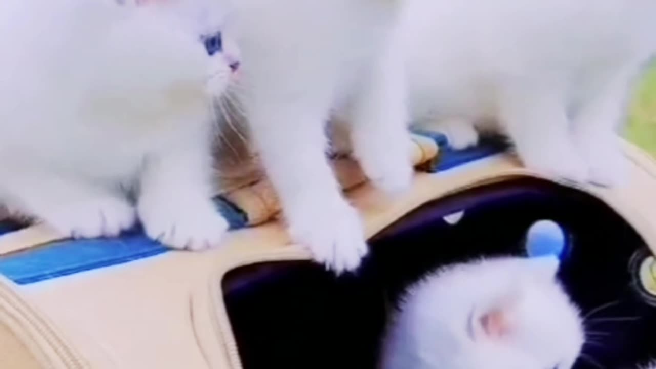 Cute cat's funny