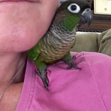 Loro baila en sincro con su dueña