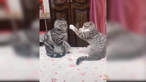 Cat Reaction to Funny Cat - Funny Couple Cat Reaction Compilation