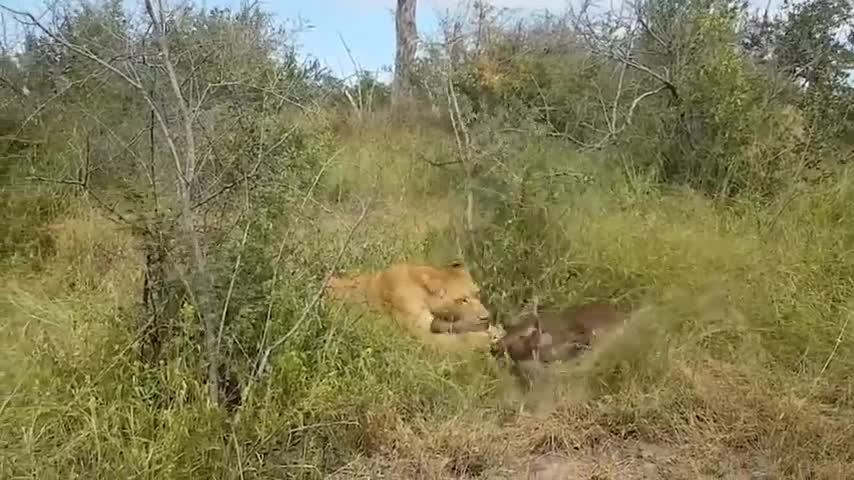 Mother Buffalo Takes Down Lion With Surprising Ease To Save His Baby