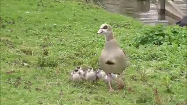 Prefecture mother and chicks