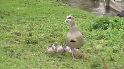 Prefecture mother and chicks