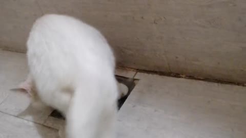 Cat Doing Amazing After Pee