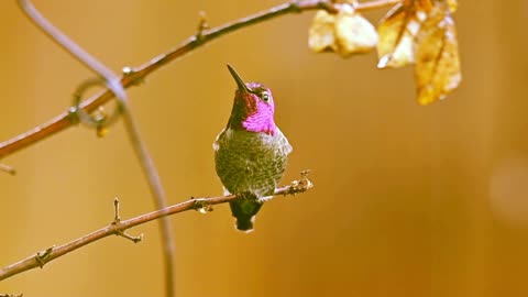 Rain-Hummingbird-Meditate-Relax/Chuva-Beija-flor-Meditar-Relaxar