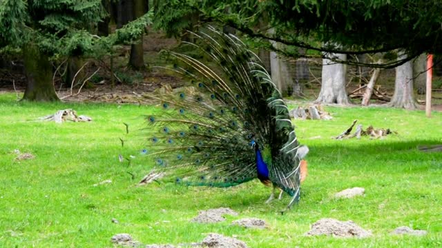 Birds playing