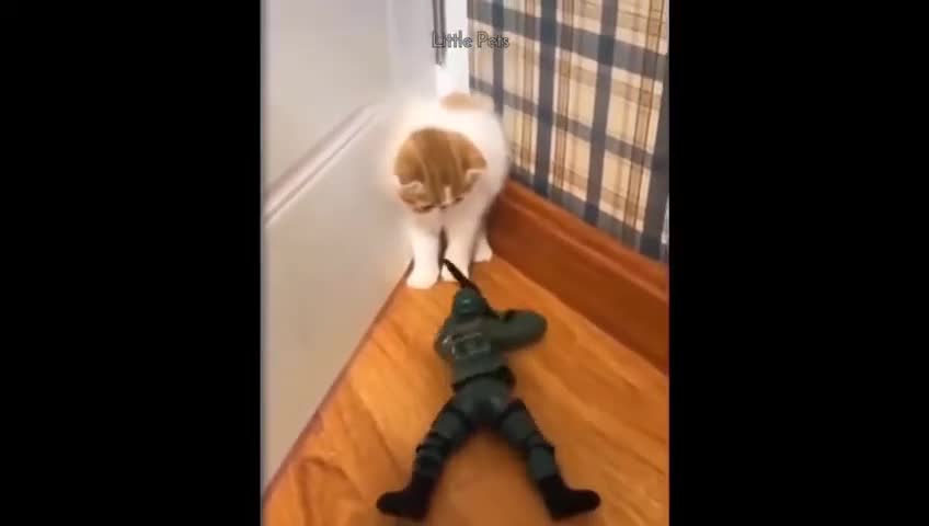 Cute Cat Is Scared Of Plastic Soldier