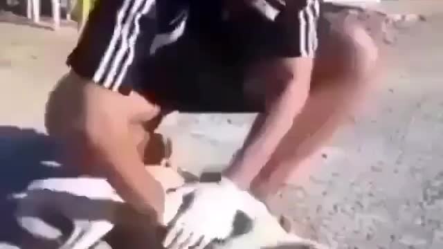 Man save life of Cute Pet