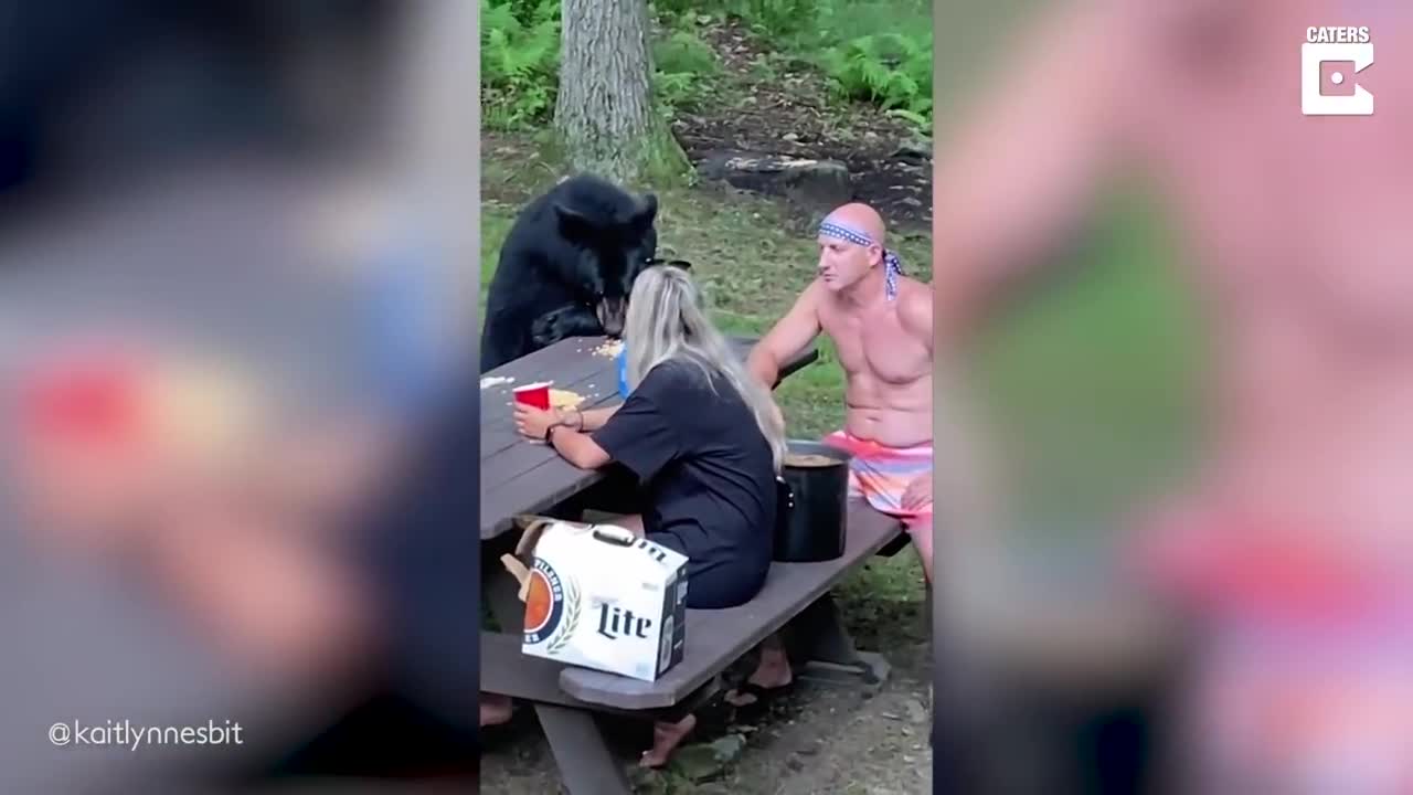 Family Enjoy Picnic With Wild Bear