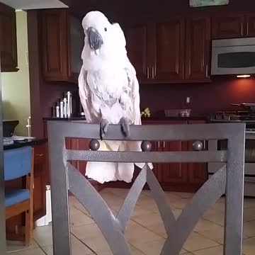 Cockatoo Boogies Down To Whitney Houston's "I Wanna Dance With Somebody"