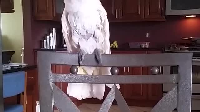 Cockatoo Boogies Down To Whitney Houston's "I Wanna Dance With Somebody"