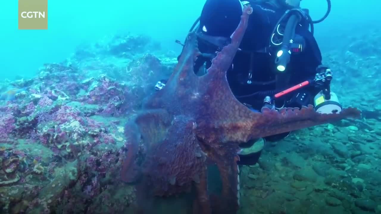 Caught in the clutches of an octopus