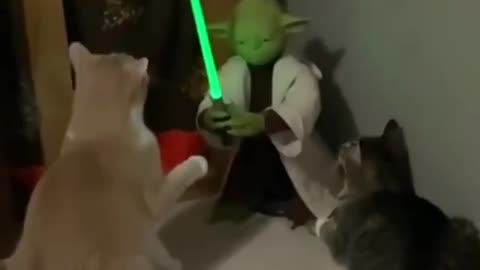 Cat Fight with Master Yoda