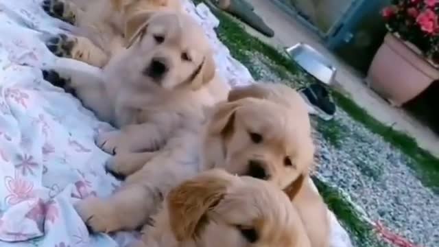 cute doge puppy - Aww I want them all Tag your best friend! Ay you forgot to follow!