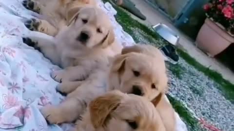 cute doge puppy - Aww I want them all Tag your best friend! Ay you forgot to follow!