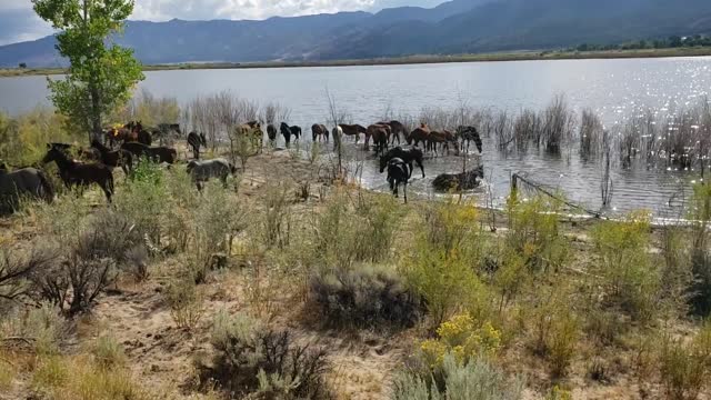 Mustangs at Washoe Lake, Nevada