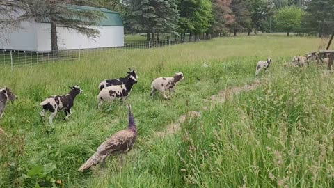 Sheep into Front Yard