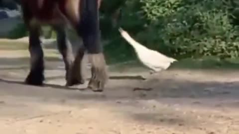 The horse said "7 Damn feet!"🤣🤣