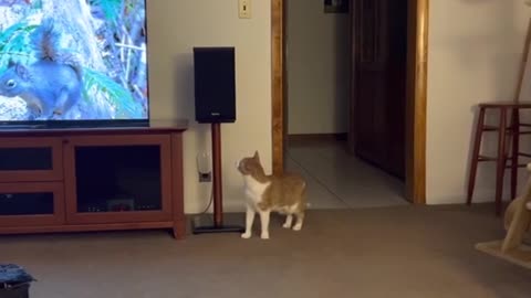 Funny Video of Cat