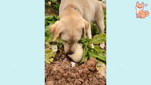 The most funny and cute dog funny video