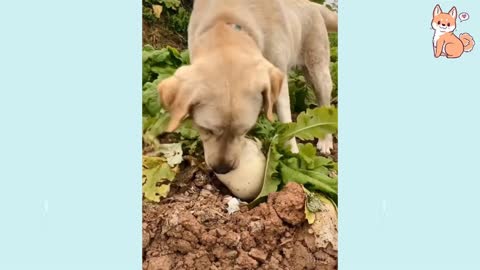 The most funny and cute dog funny video