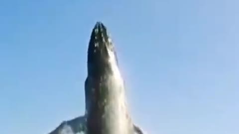 amazing, this is a very big orca whale jump