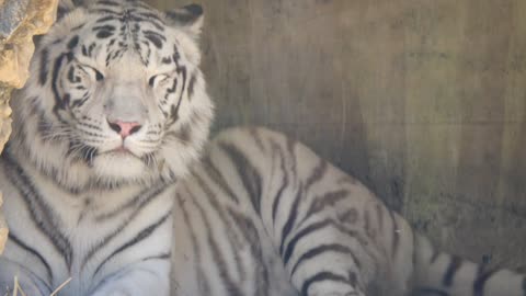 Tiger free videos download