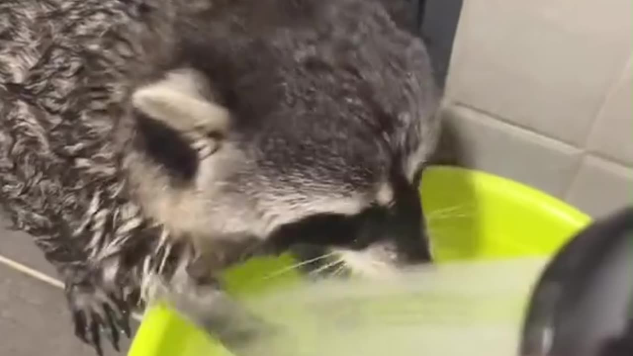 Raccoons the clever trash pandas of the night