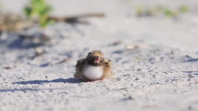 Feeding time for this chick