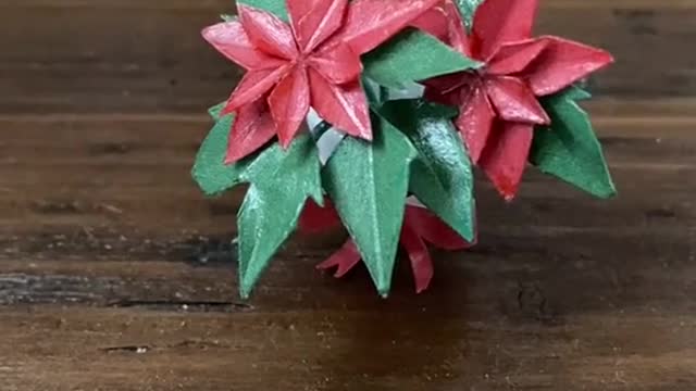 Miniature Poinsettia plant