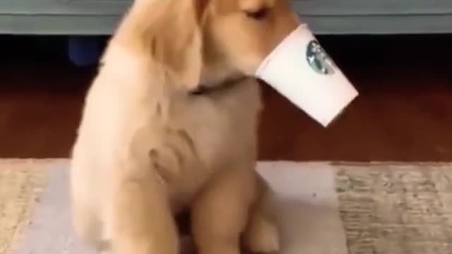 Cute Dog 🐶 with Paper Cup #cute #dog #shorts #animals #Cute_O