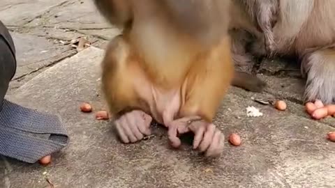 Cute monkey s baby