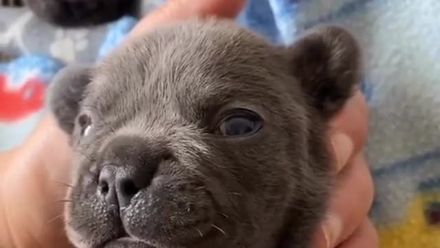 Frenchie puppy tries his best to say "I love you"