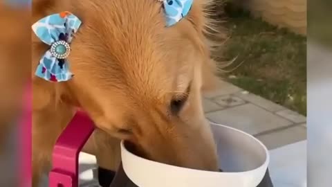 Best Funny Animal Videos 2022 😺 Funny Dog Videos 2022 😁 Funniest Dog Videos 😁😇