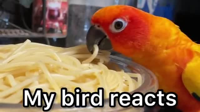 My bird reacts to pasta: