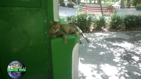 The cat is resting | funny cat | Playful cat | cats | most popular cat video | popular cat video