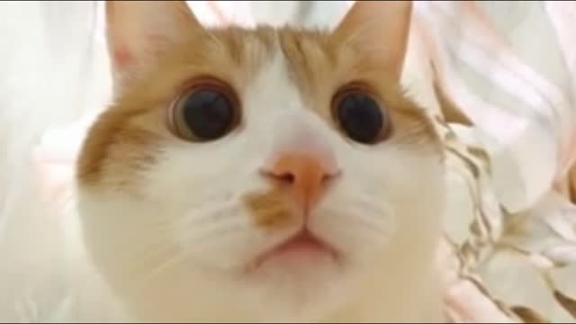 cute cat