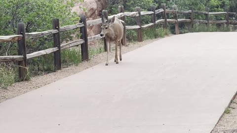 Deer at Garden of the Gods