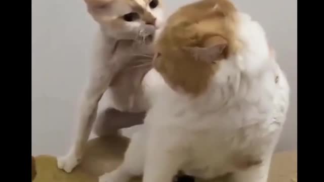 Funny cat and dogs fight - i loved it..