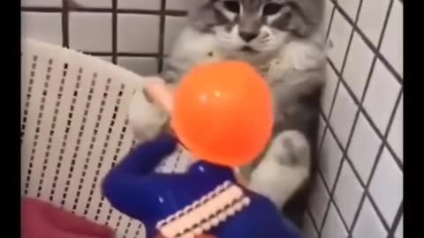 Cat & Dog Reaction to Toy