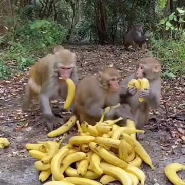 Realize banana freedom