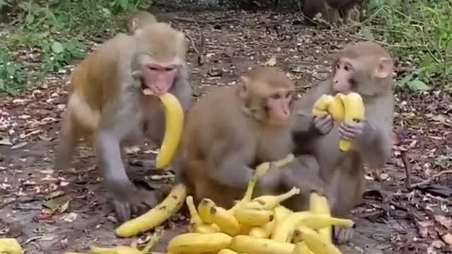 Realize banana freedom